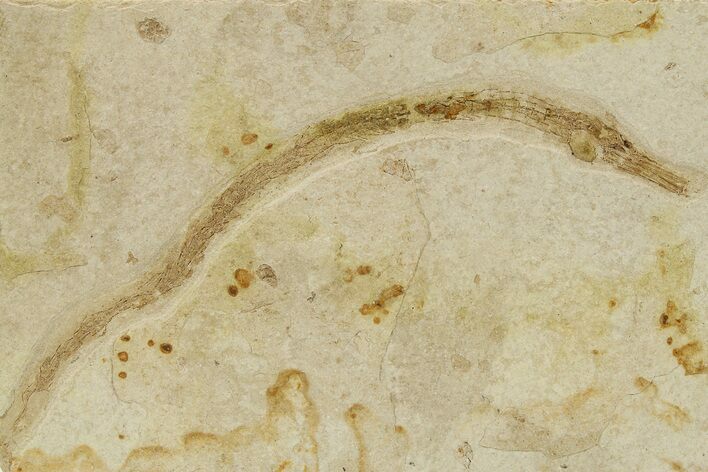 Fossil Pipefish (Syngnathus) - California #274963